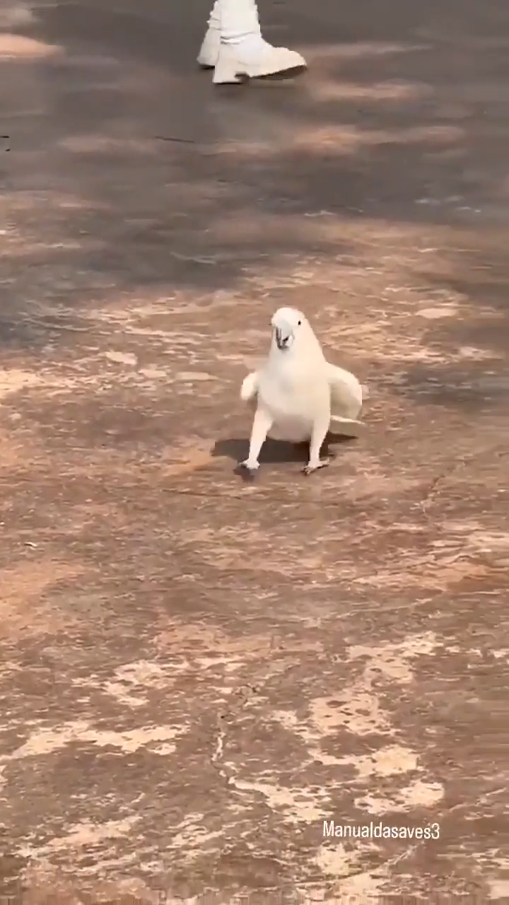 Thumbnail for That bird passed the vibe check